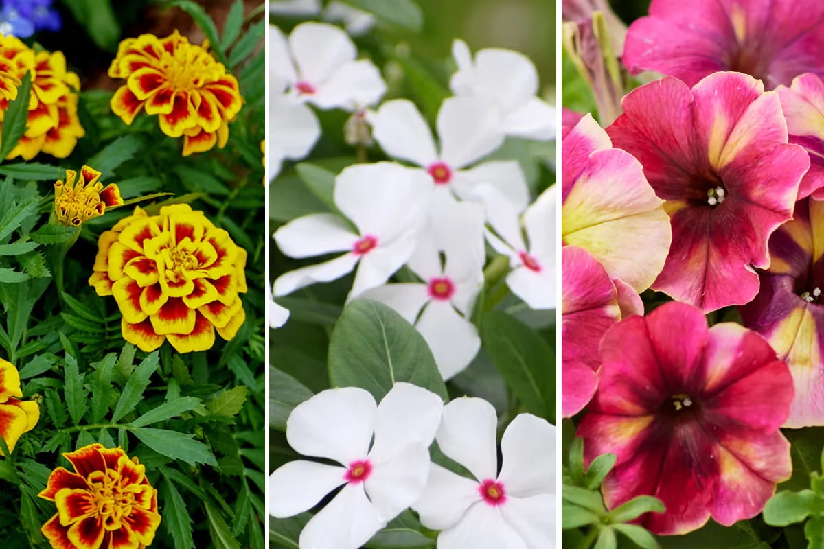 AAS Award-Winning Plants for Containers and Window Boxes