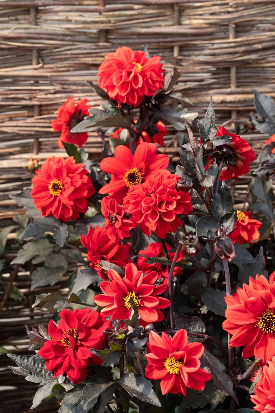 Black Forest Ruby is a seed-grown dahlia that reaches just two feet tall, making it a good size for medium to large containers.