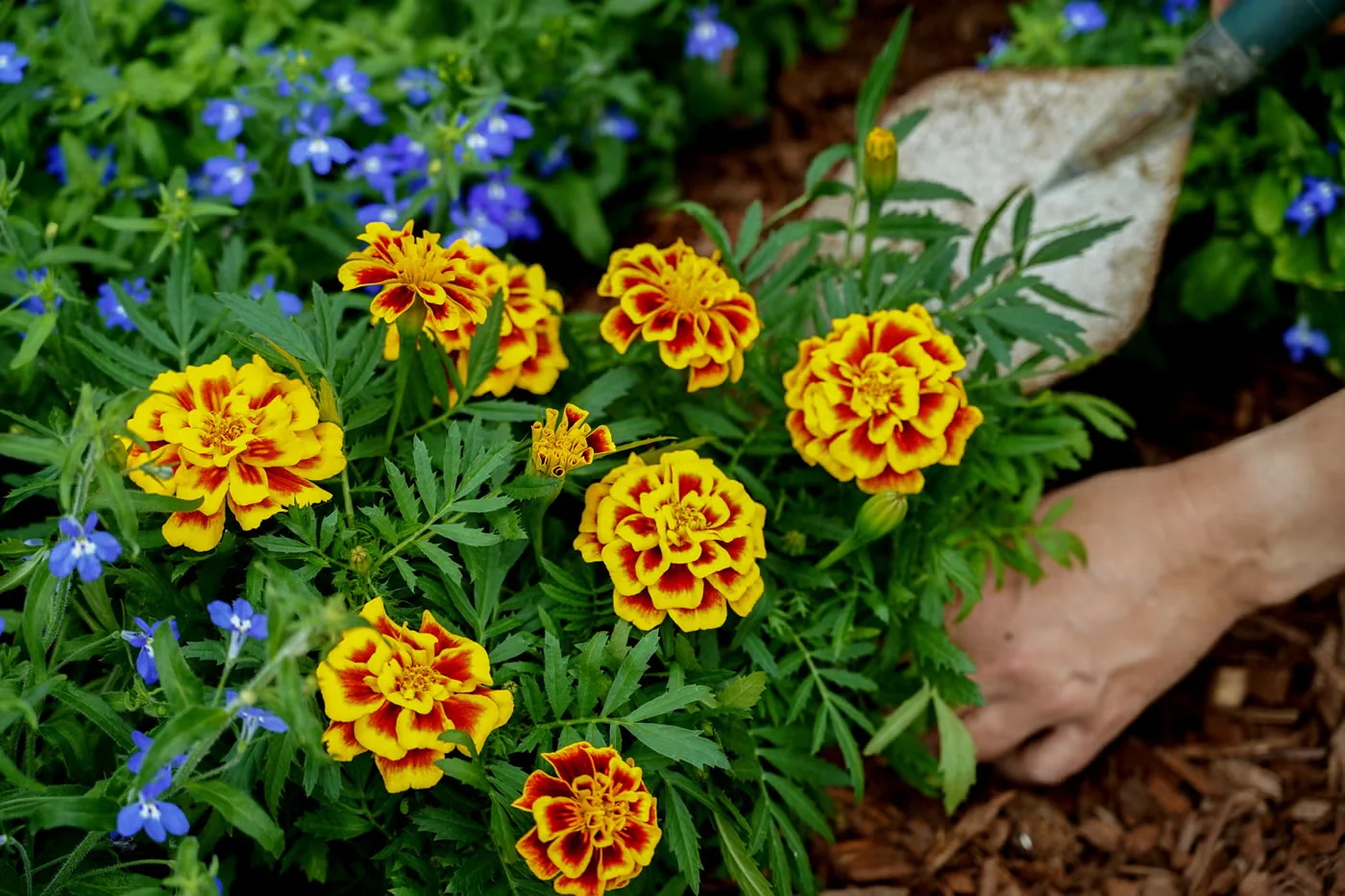 At 10 inches tall and wide, Mango Tango marigold can fill a small to medium container with its bright flowers that keep blooming from summer well into autumn.