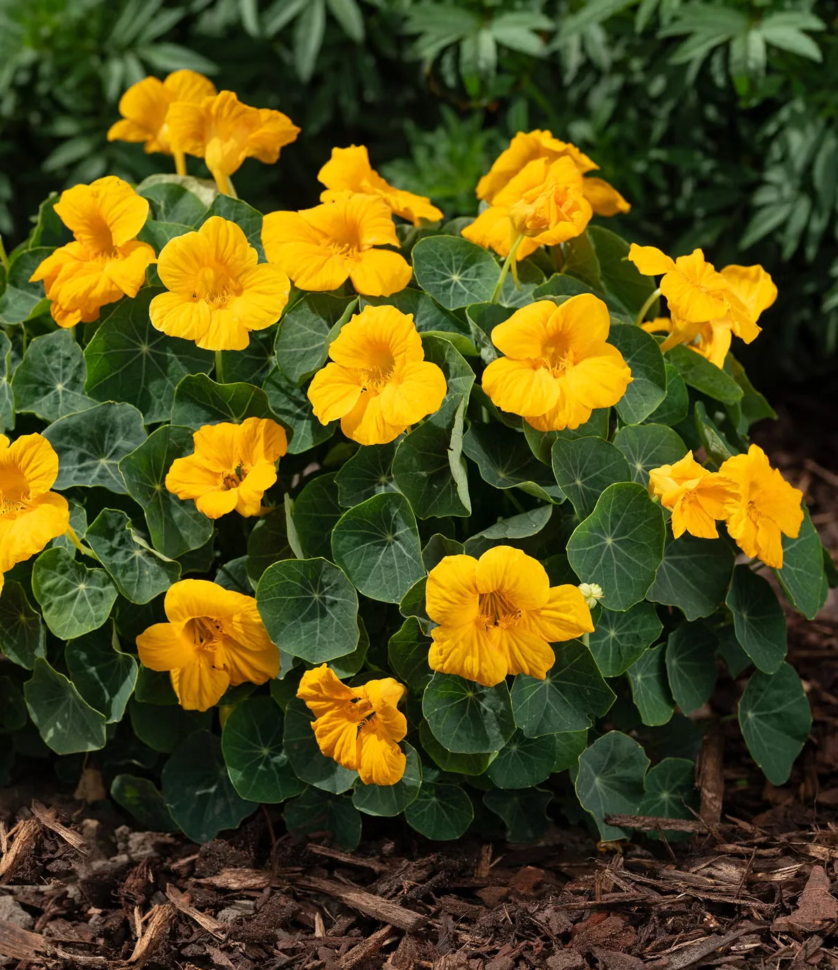 The Baby series of nasturtiums (here, Baby Gold) grows as a dense mound of foliage that will trail over the edges of a window box or hanging basket. The flowers sit well above the leaves rather than h