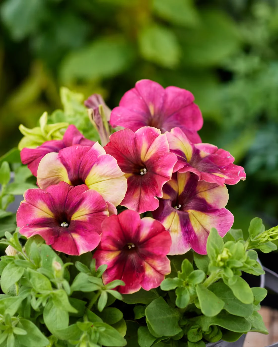 All-America Selections judges described the multicolored Shake Raspberry petunia as 'super compact.' Its eight-inch size means it can easily share a container with companions.