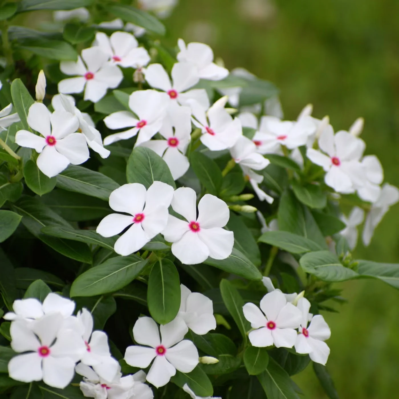 Sphere Polkadot annual vinca not only stays compact, but it also resists both drought and overwatering, making it an easy-care container plant for any gardener.