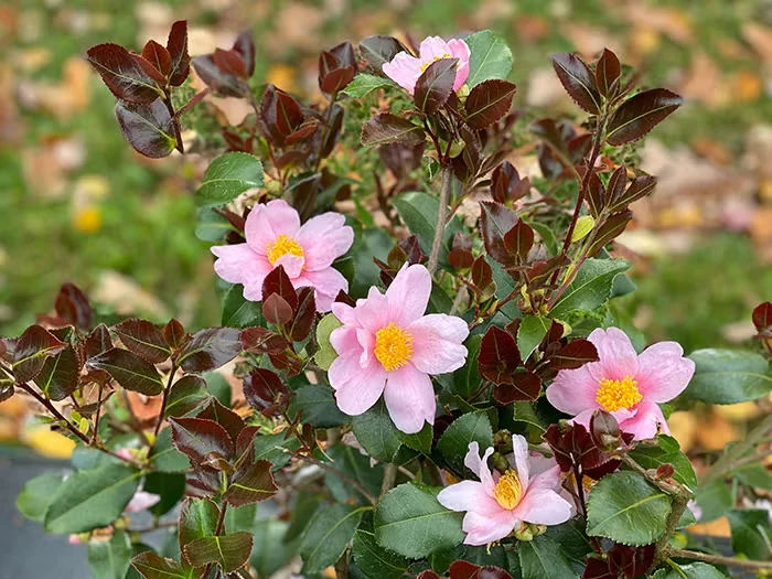 A Fall-Blooming Camellia With Pink Flowers and Red Leaves