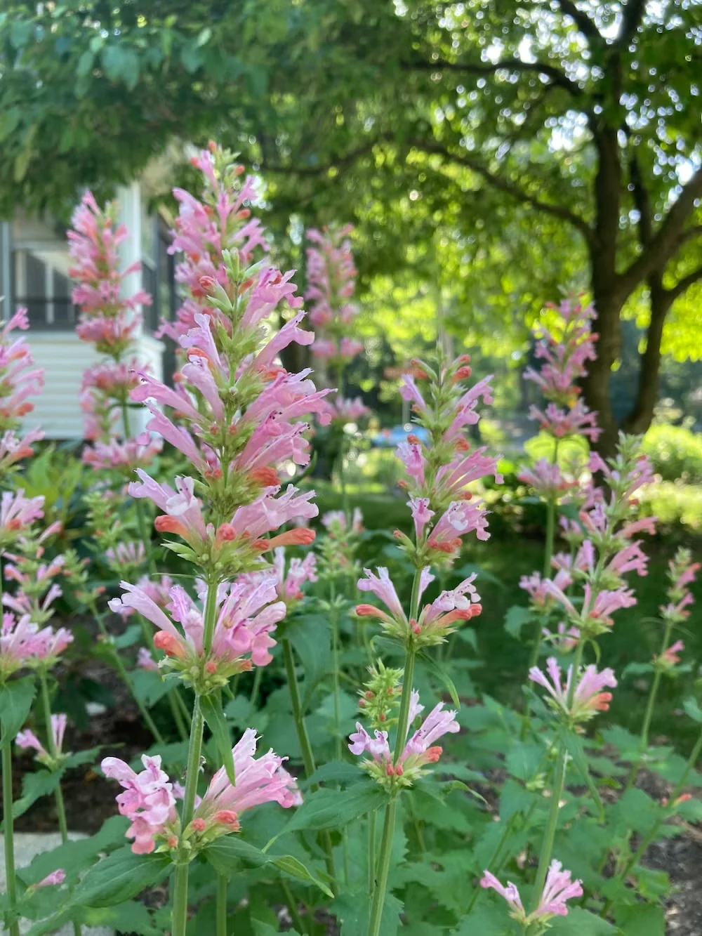 Agastache 'Pink Pearl' Is an Easy-to-Grow Perennial for Summer Flowers