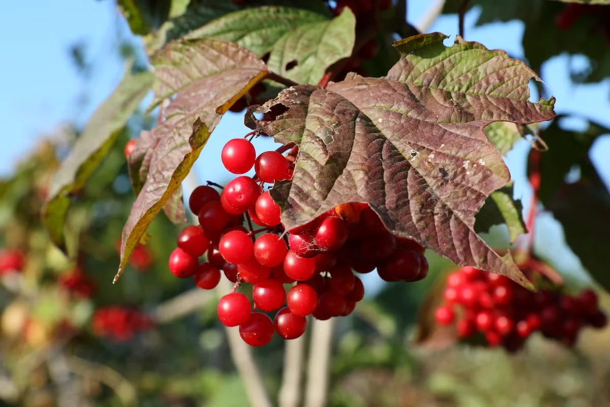 American Cranberrybush Benefits Birds and Other Garden Wildlife