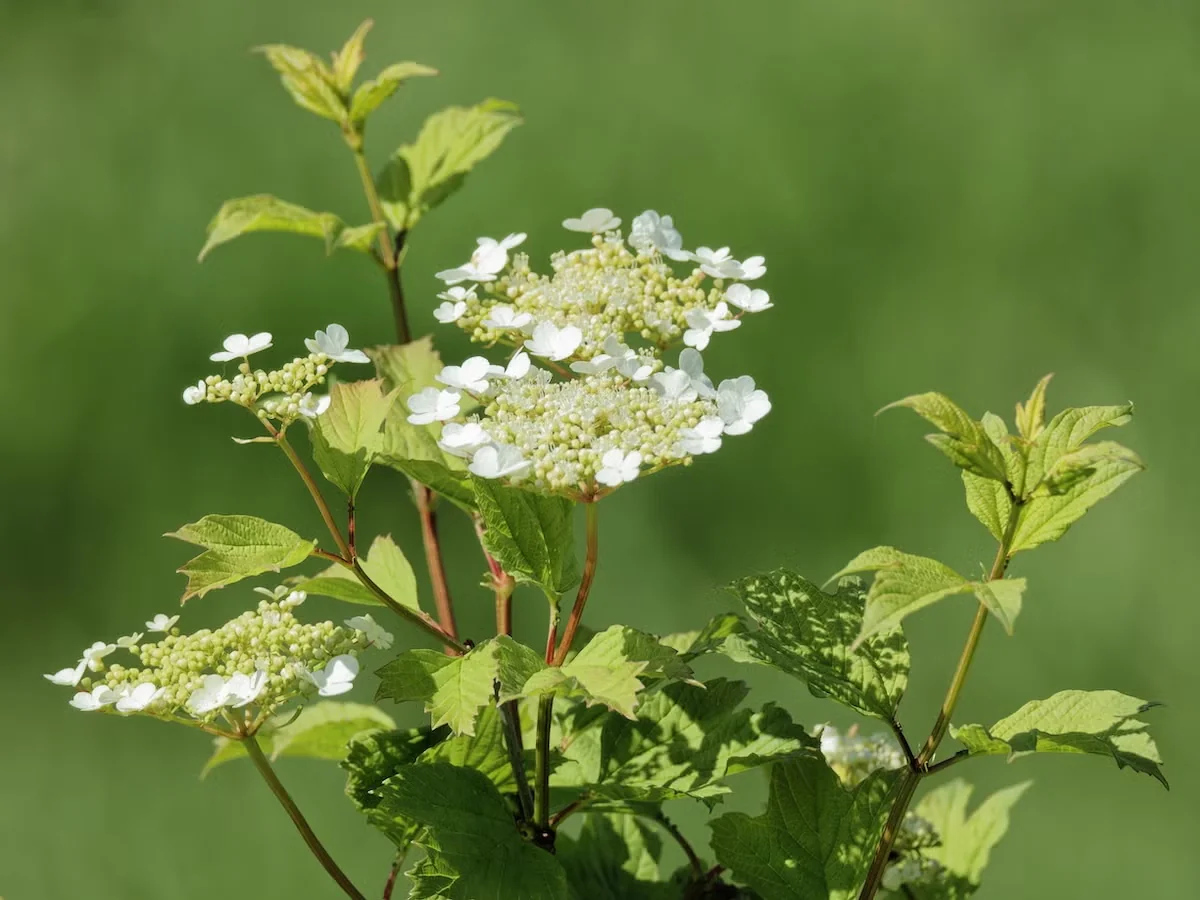 The flowers of American cranberrybush are of the lacecap type, with a central cluster of small, fertile florets and an outer ring of larger sterile florets. While many viburnums need to be planted in 
