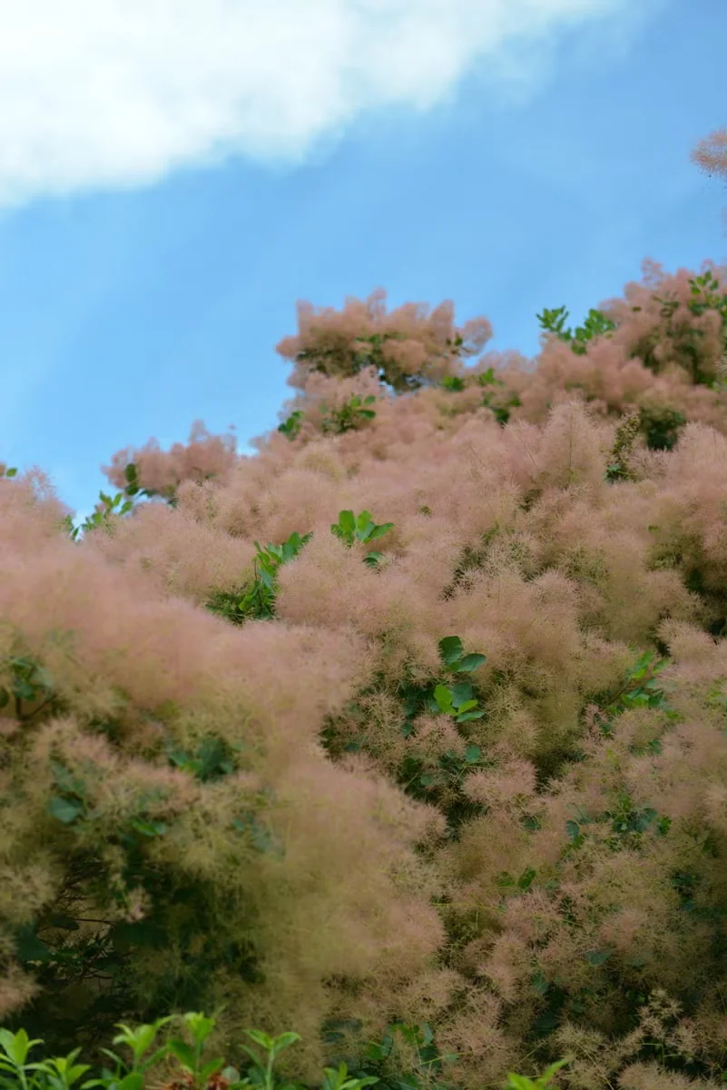 American Smoketree Provides Year-Round Color and Texture