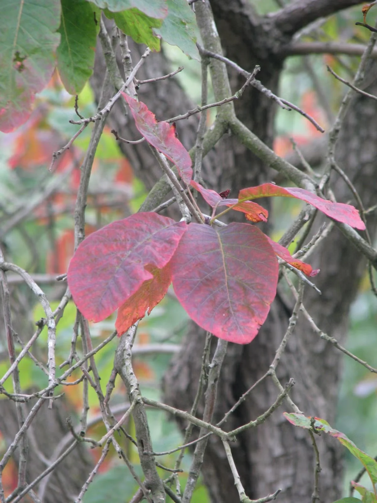 American smoketree develops red, purple and orange foliage colors in the fall.