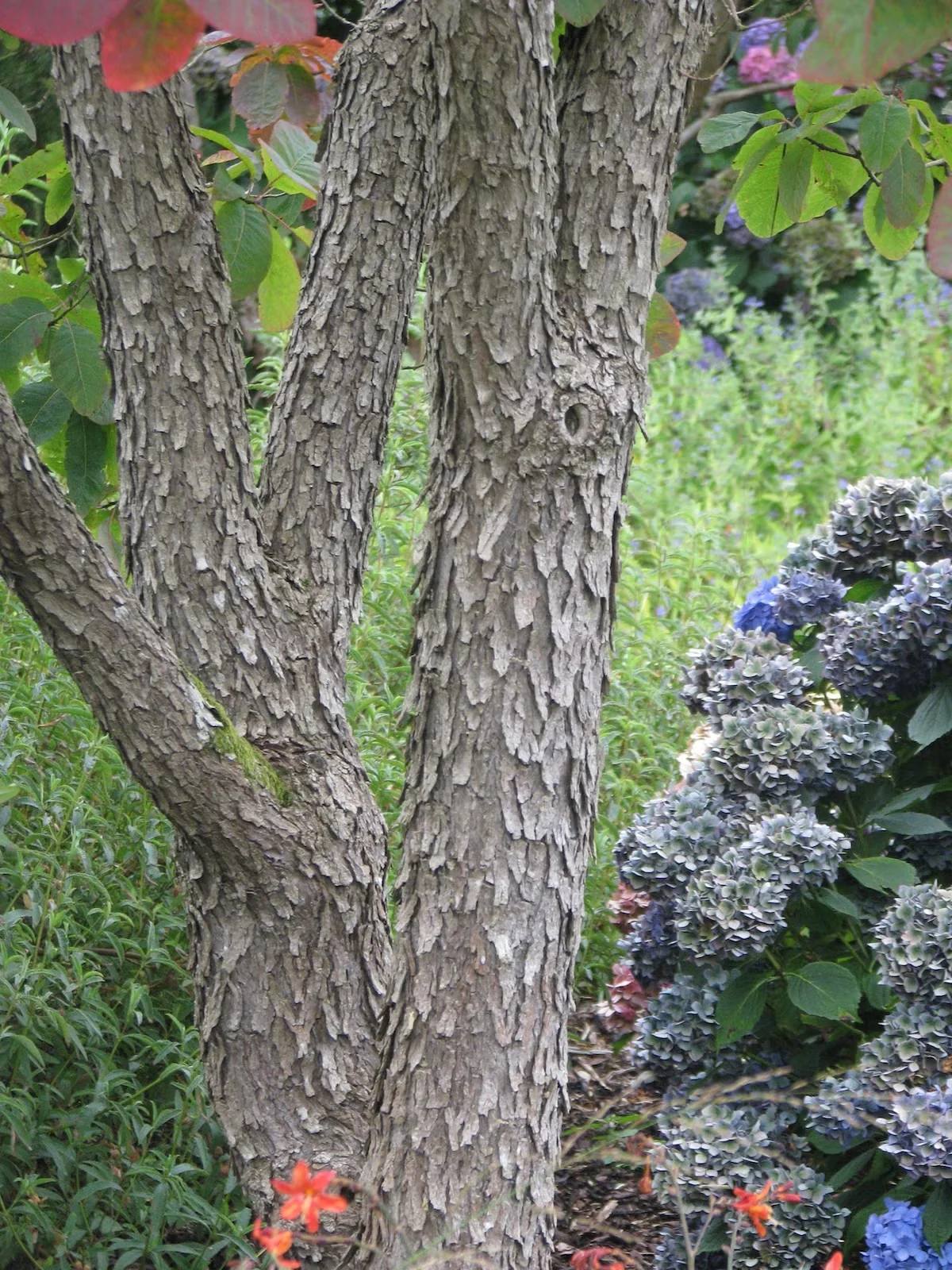 With age, American smoketree develops rough, flaky bark that maintains the deciduous tree's interest through winter.