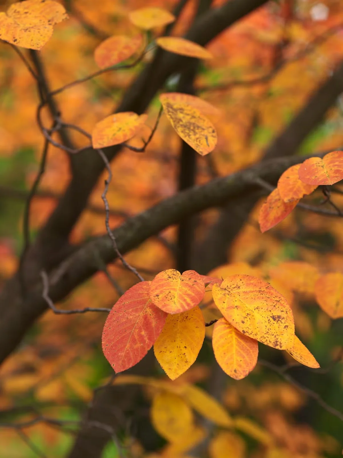 'Autumn Brilliance' Serviceberry: a Wildlife-Friendly Three-Season Tree
