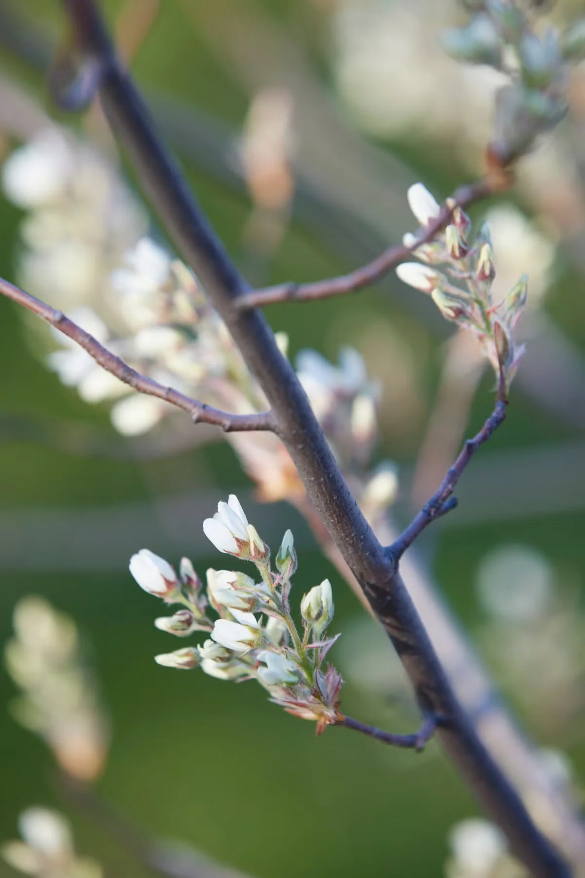 White flowers open in clusters in the spring, before the serviceberry leafs out.
