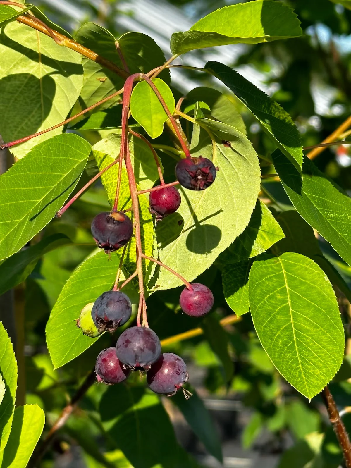 'Autumn Brilliance' serviceberry has edible fruits that ripen in summer and attract birds.