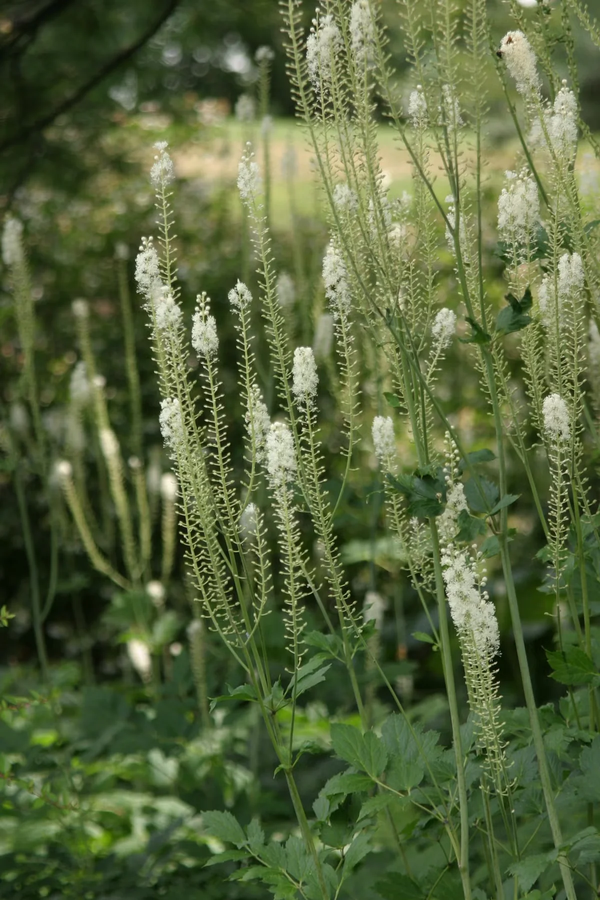 Black cohosh begins to bloom in midsummer, with flowers that open from pearly buds on very tall stems. The bottommost buds open first, with bloom continuing up the stem. Photo credit: Michelle Gervais
