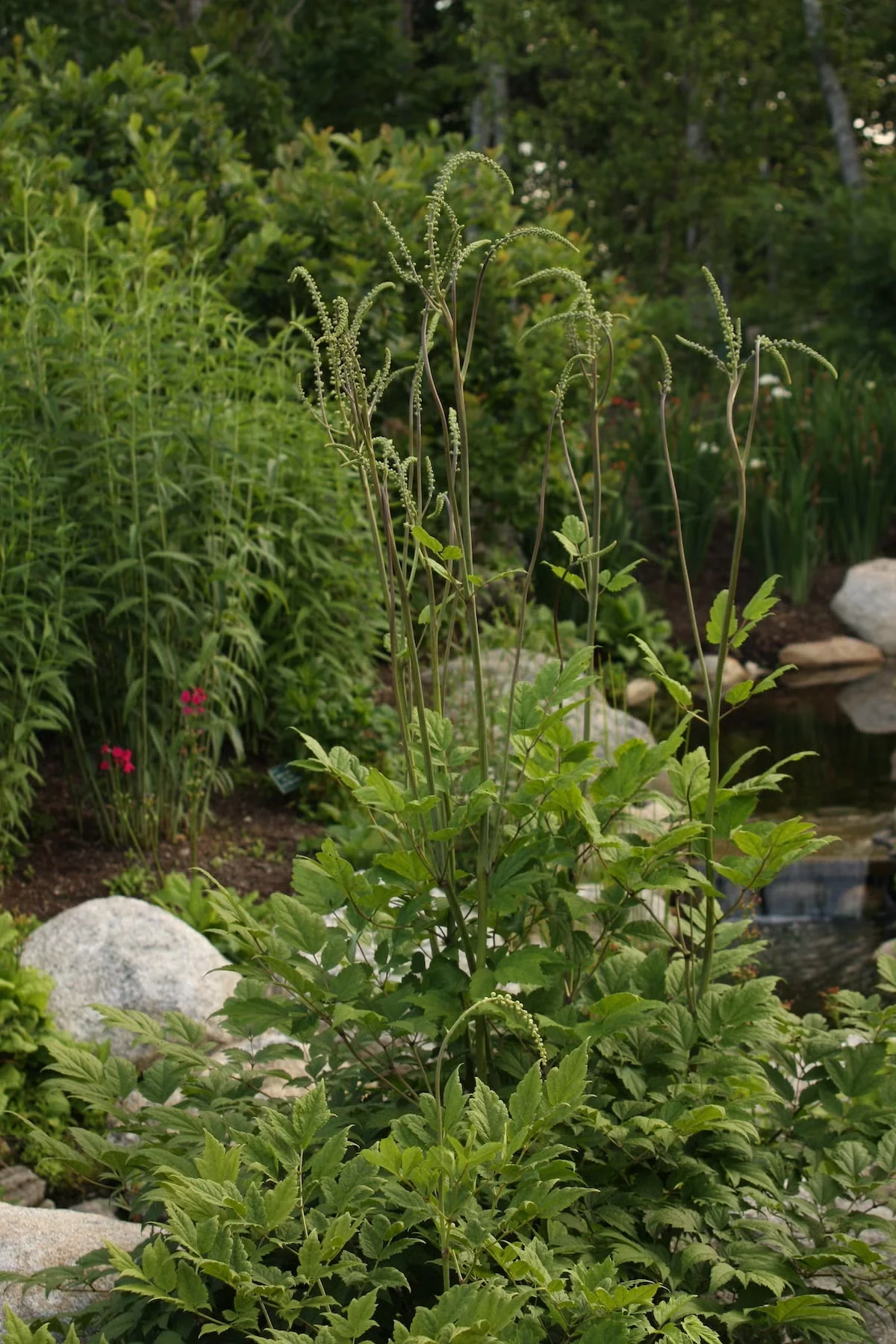 Shown here in earlier summer, black cohosh grows as a mound of coarse compound foliage, out of which the tall flower stalks rise up. Image credit: Kerry Ann Moore.