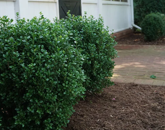 Blight-Resistant Boxwood Varieties to Consider for the Garden
