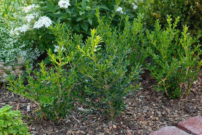 A grouping of young Better Boxwood Renaissance edge a path.