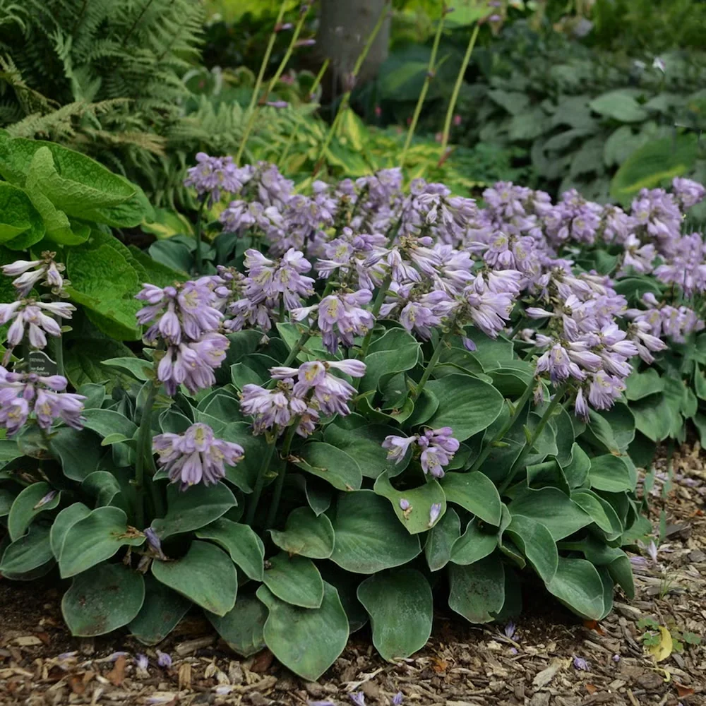 'Blue Mouse Ears' Hosta: A Beloved Miniature with Slug-Resistant Leaves