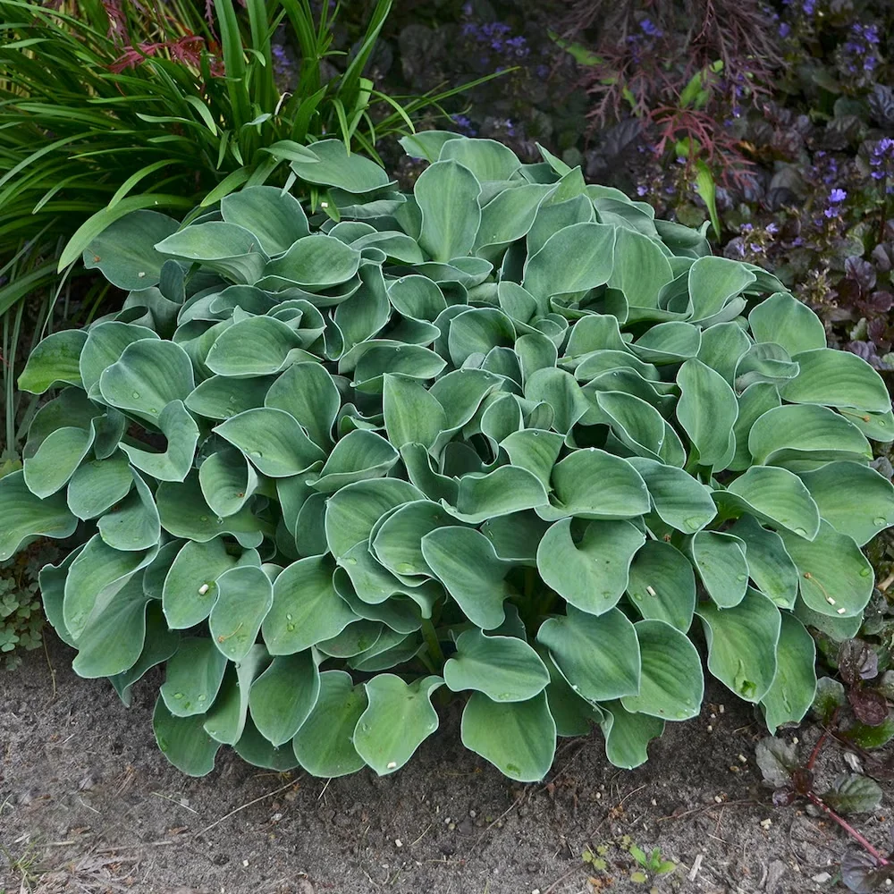 'Blue Mouse Ears' hosta foliage is small but thick and sturdy, making it resistant to slugs and other pests. Give it plenty of shade to protect its blue-tinged leaves from sunscald.