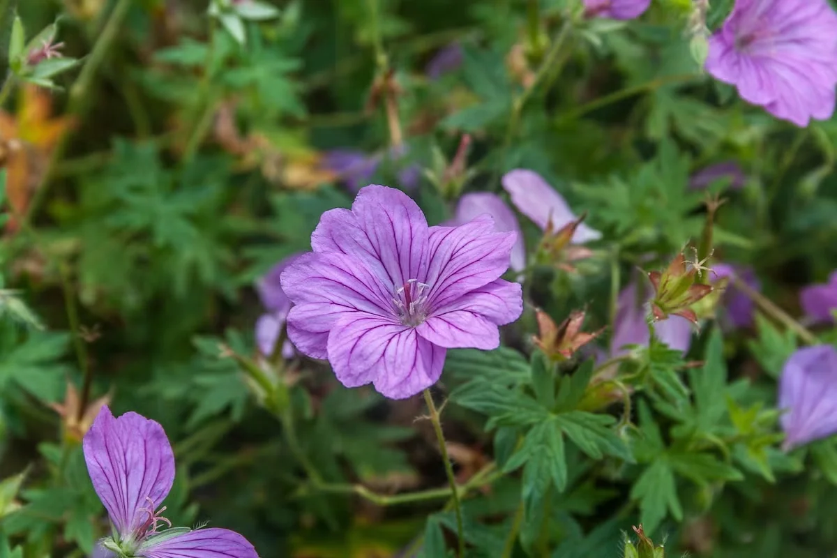'Blushing Turtle' Hardy Geranium Brings a Long Bloom to the Garden