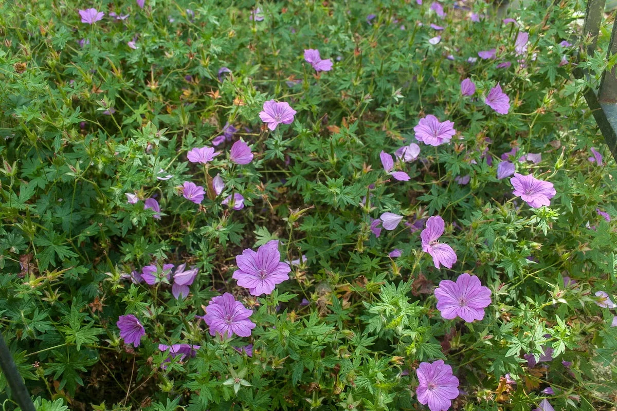 A low mounding/spreading habit and densely held foliage makes 'Blushing Turtle' hardy geranium effective as a ground cover.Credit:Alex van Essen - Own work, CC BY-SA 4.0