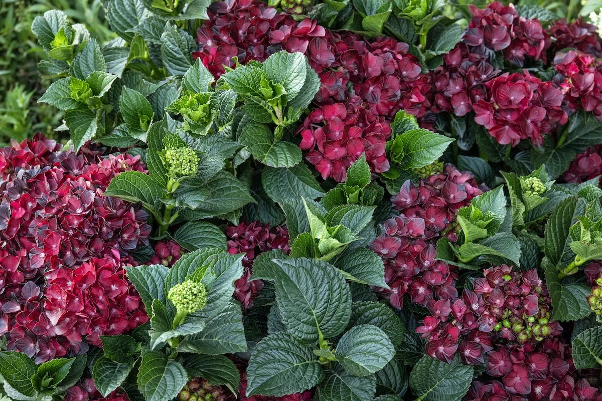 Centennial Ruby Hydrangea Marks Monrovia's 100th Year