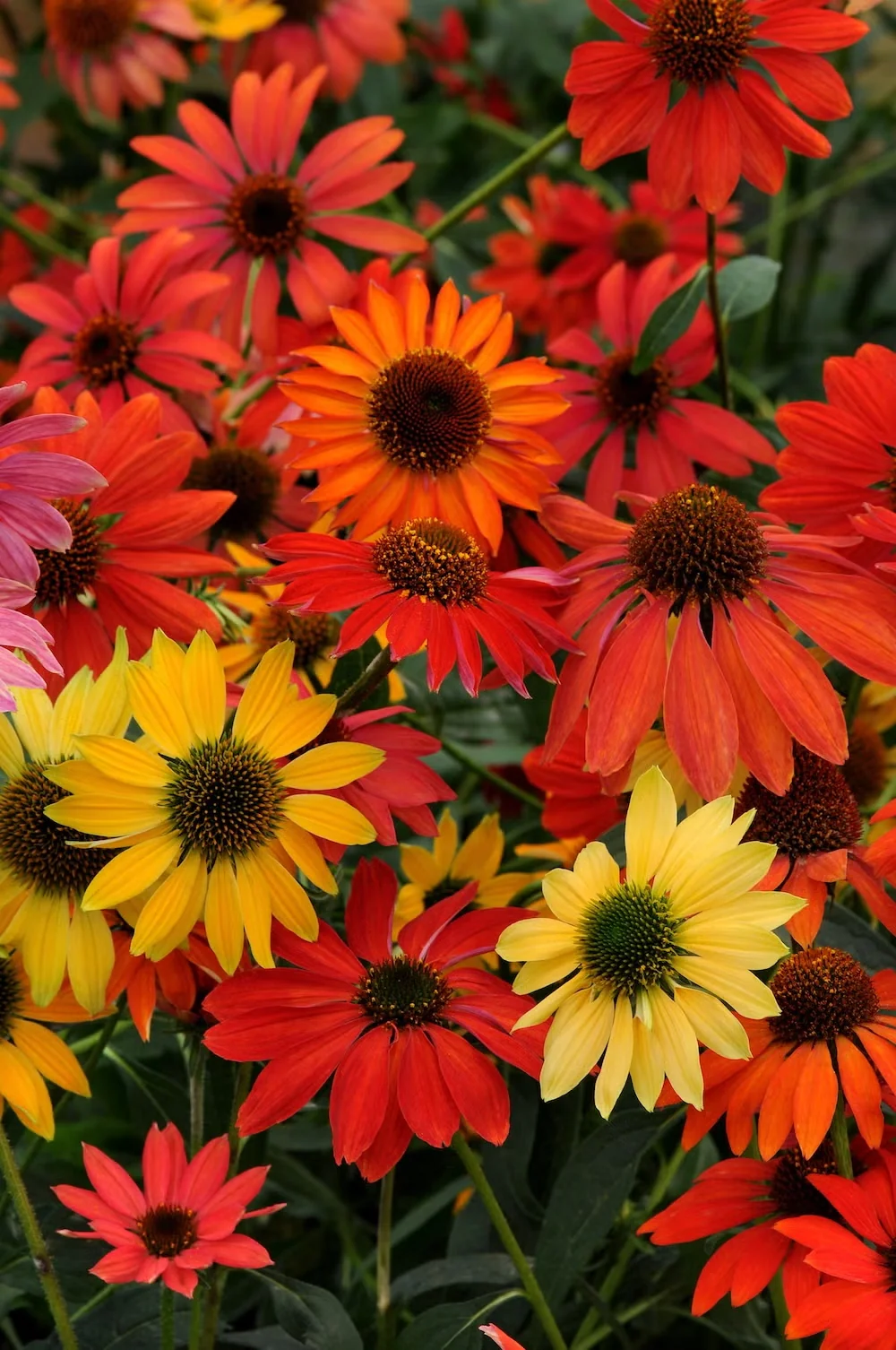 'Cheyenne Spirit' coneflower produces plants that bloom in a range of warm colors, with flowers spanning close to four inches.