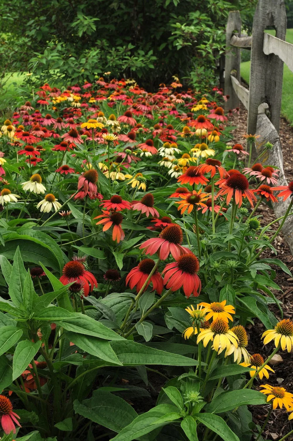 'Cheyenne Spirit' coneflower is a compact perennial that stands up to wind and rain while blooming in summer.