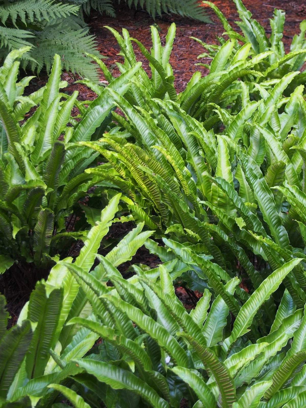 Choose Hart's Tongue Fern as a Unique Accent for the Shade Garden