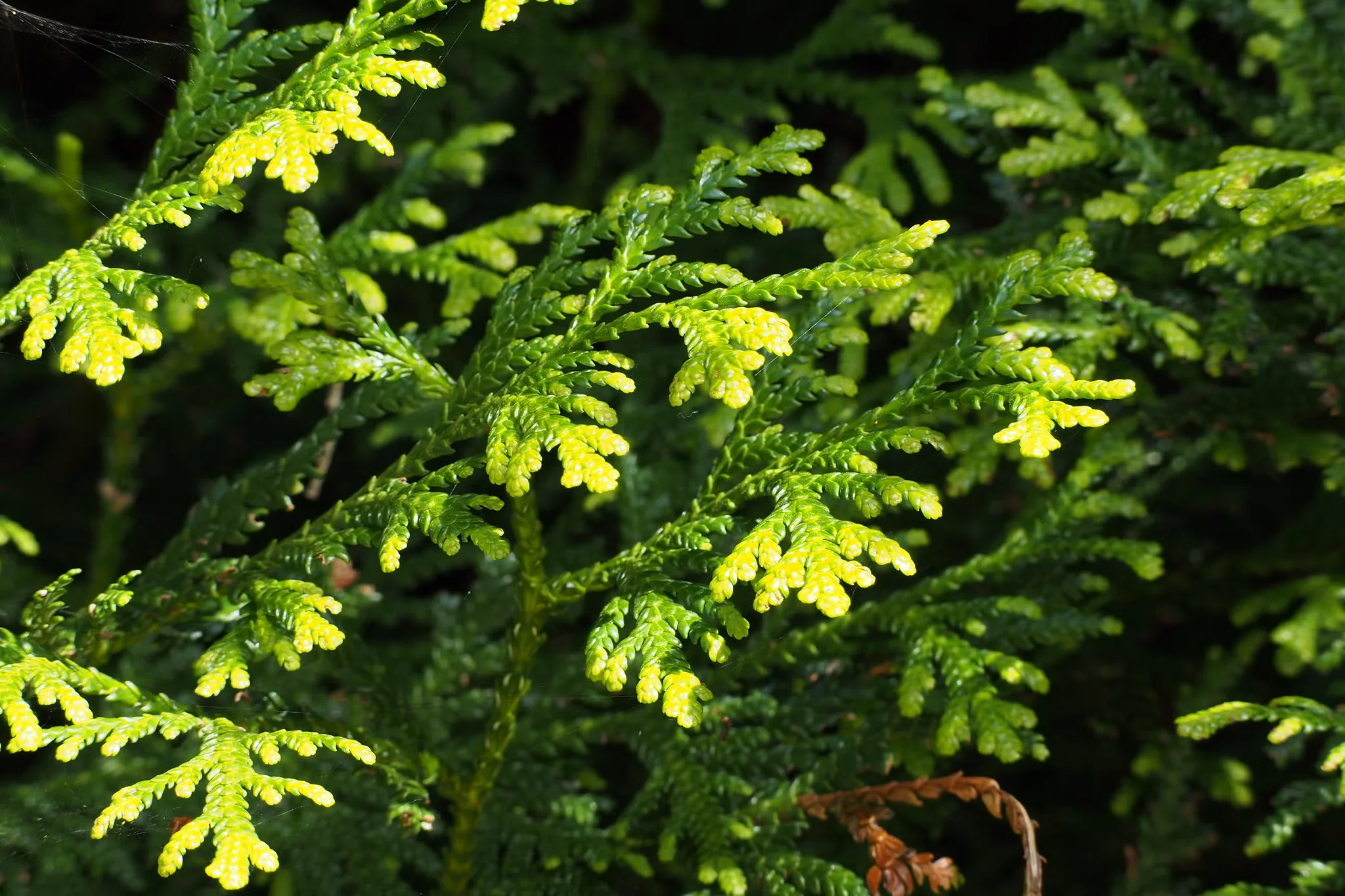 Conifers with Scaly Foliage Bring Soft Texture to the Garden