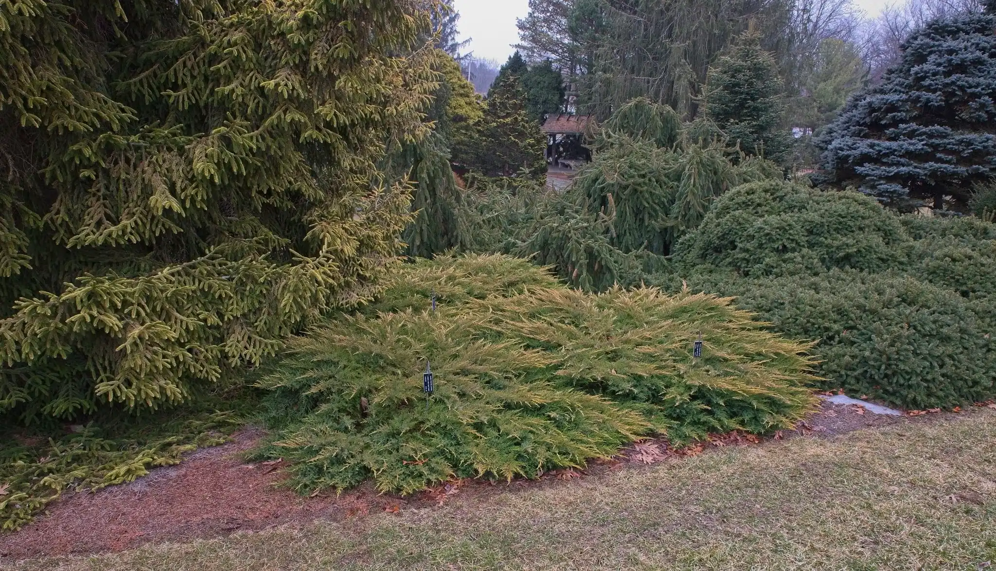 'Daub's Frosted' juniper is a low-growing shrub whose fringed foliage highlights its spreading form.