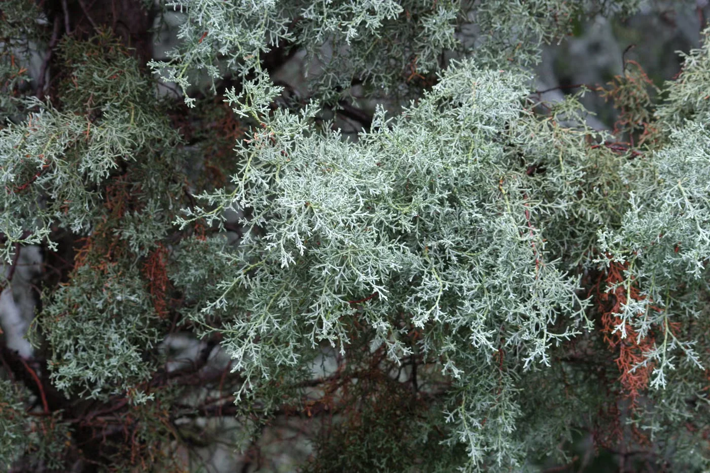 Arizona cypresses usually have icy blue, scaly foliage like this, although golden cultivars exist too.