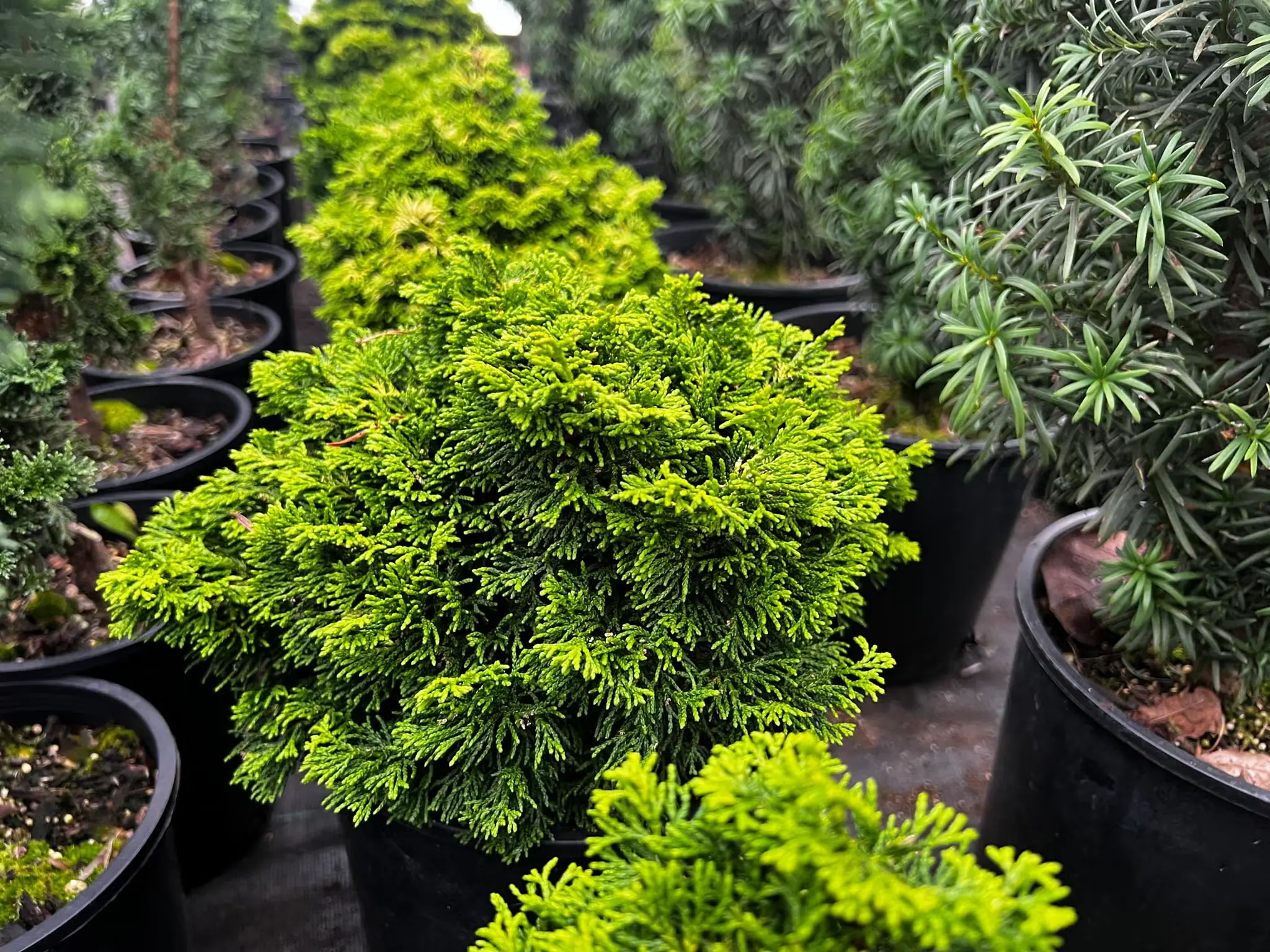 'Butterball' false cypress is a short and shaggy dwarf hinoki cypress, one of many cultivars of this popular and easy-to-grow conifer species.
