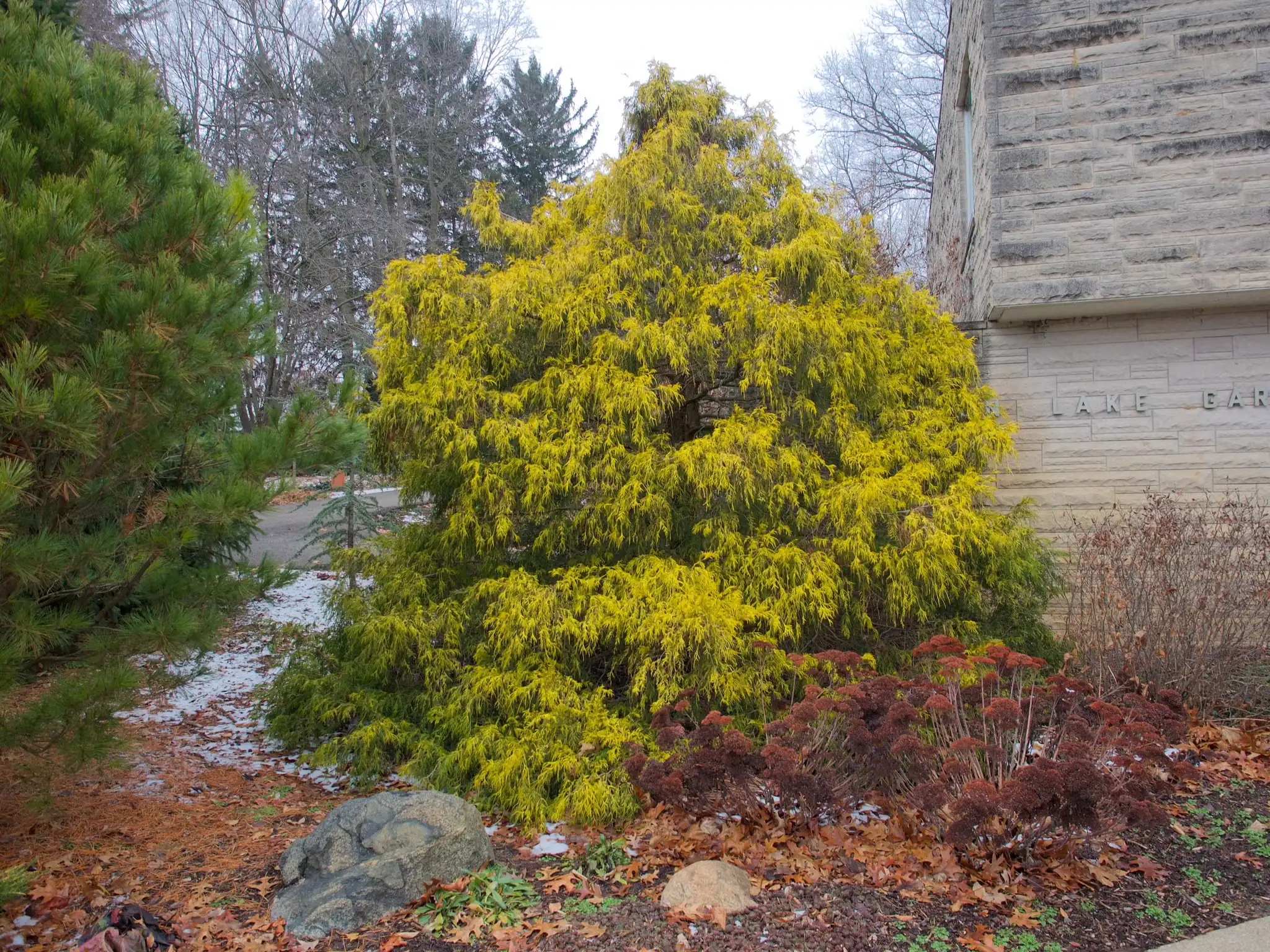 Sawara cypresses typically grow in a pyramidal shape, beautifully outlined by their thready foliage, as seen here in the cultivar 'Filifera Aurea'.