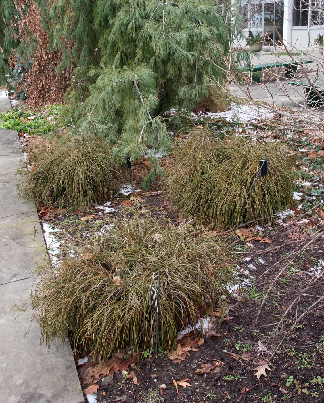 With its moplike appearance, 'Whipcord' is a totally unique option among arborvitae cultivars.
