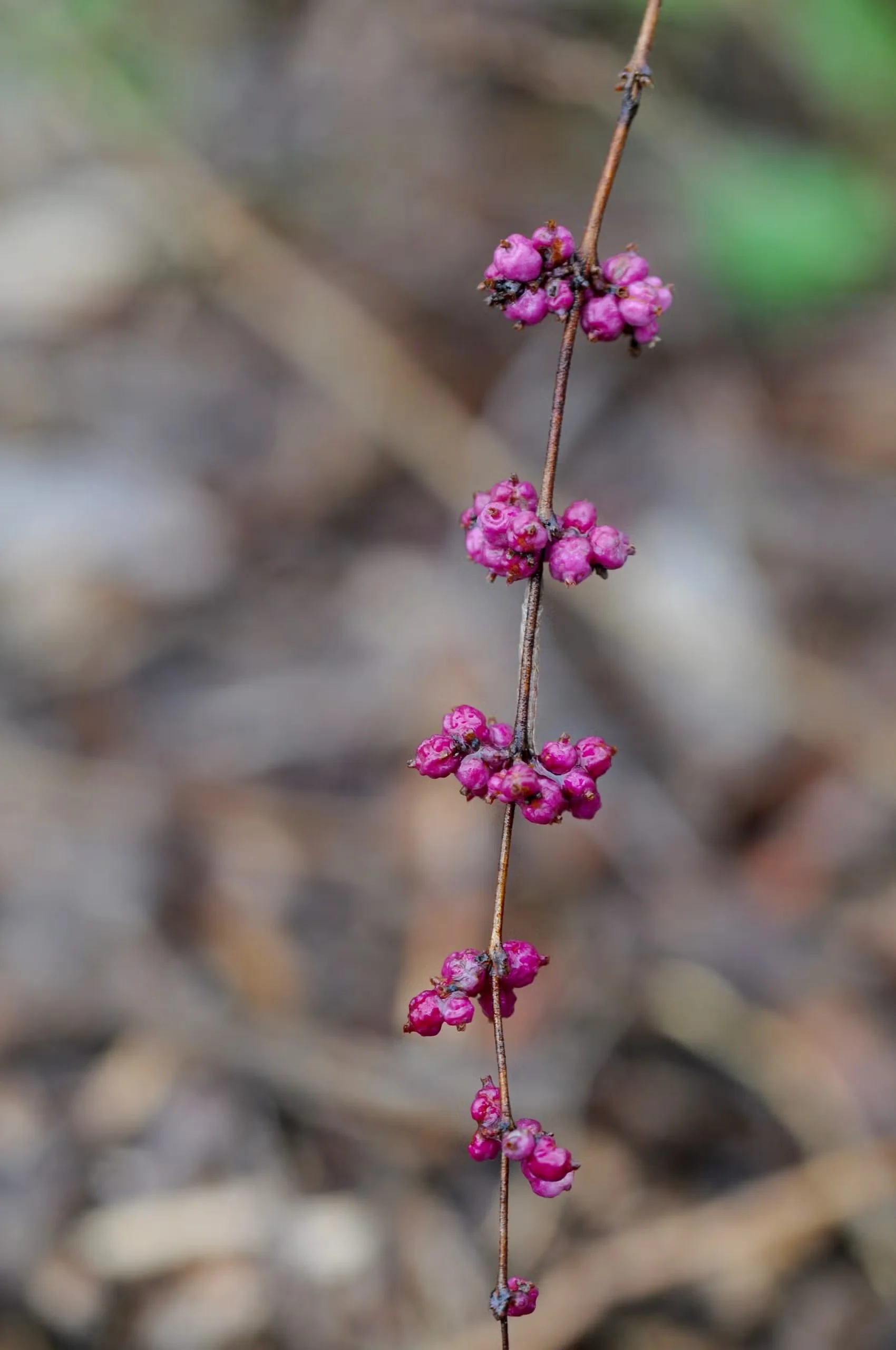 Coralberry Is a Shrub for Bird-Friendly, Naturalistic Gardens