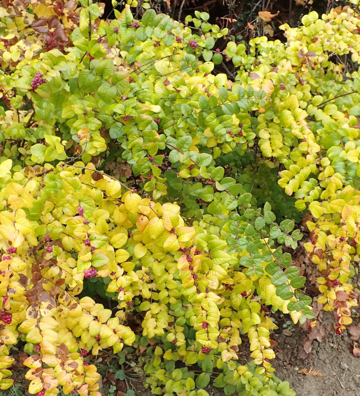 Coralberry has arching stems that spread to create a thicket. This growth habit makes it a candidate for erosion control, a rustic hedge or a ground cover in a naturalistic garden.