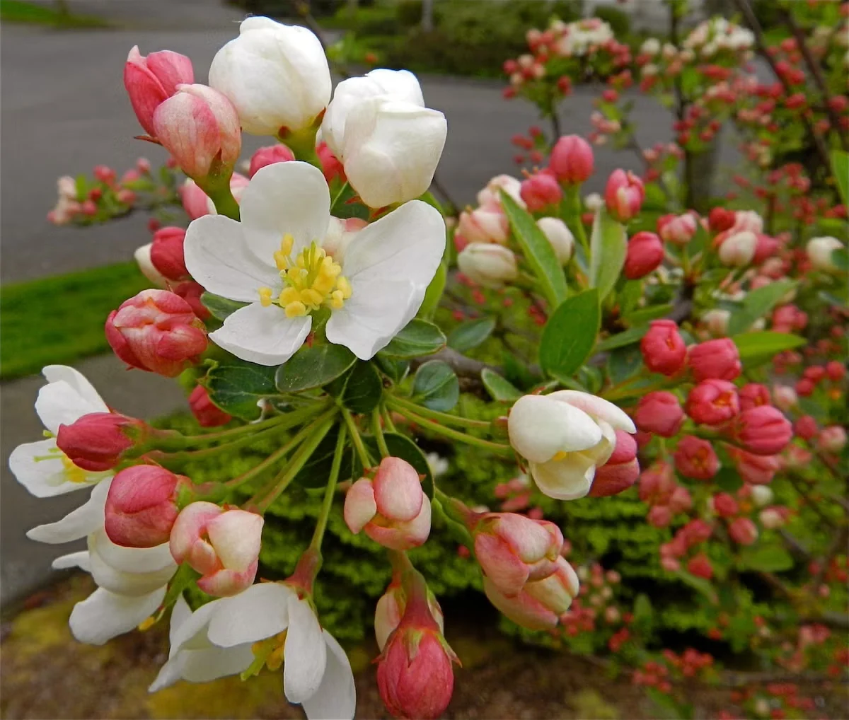 Crabapples: Classic Spring-Flowering Trees for Any Garden Space