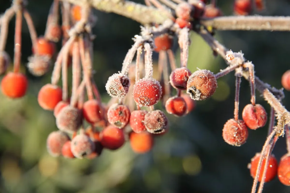 Firebird is a small crabapple tree whose bright fruit persists long into winter.