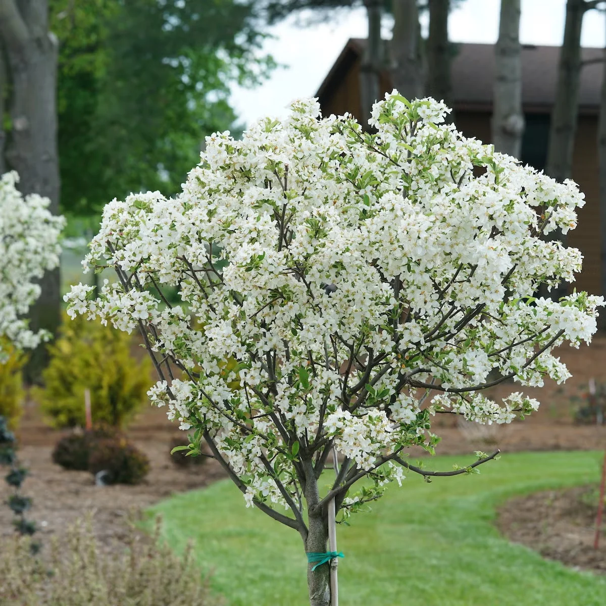 Lollipop offers a naturally neat, rounded canopy that works well as a formal element in the garden.