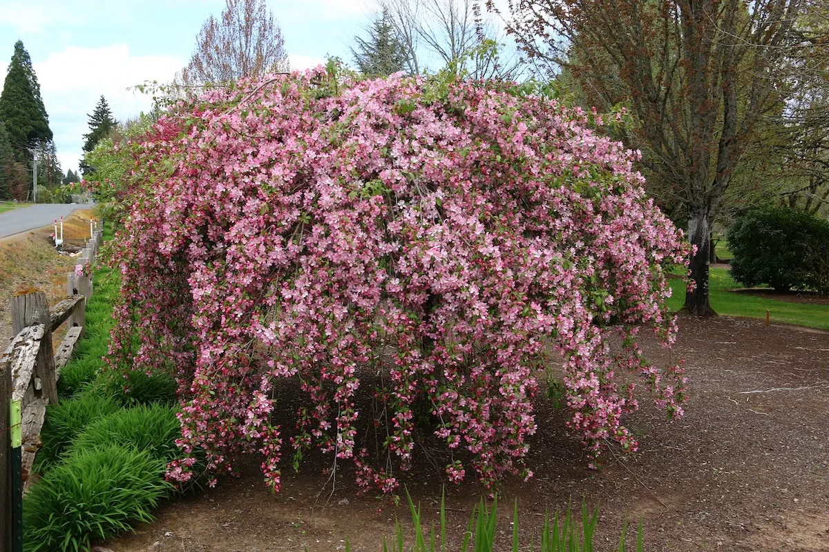 Louisa crabapple has a weeping habit that adds interest all year long. Pink spring flowers are a bonus.