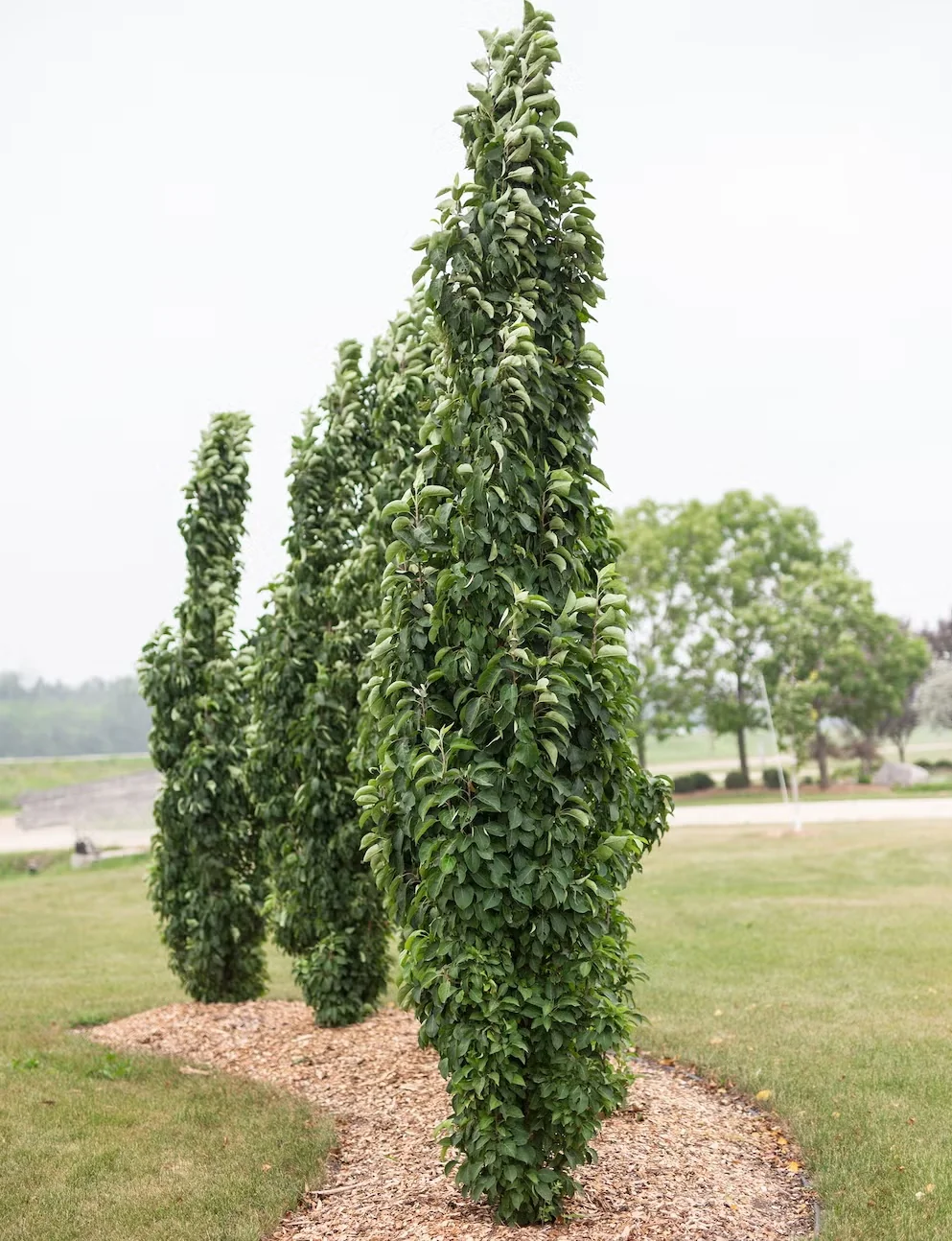 Green Wall Spire has a truly unique growth habit that lends this crabapple to screening. It provides the flowers and fruits you expect from a crabapple, too.