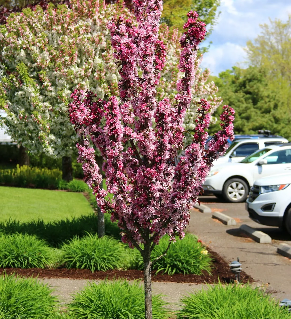 When the pink flowers fall from Raspberry Spear, its burgundy summer foliage continues to lend warm color.