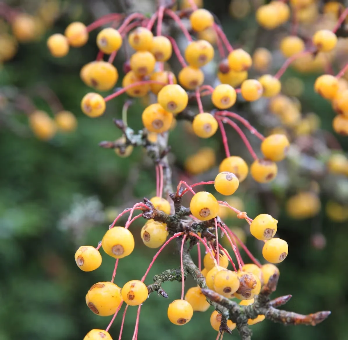 Golden Raindrops earns its name from the bright yellow fruits that cover its branches in fall and winter.