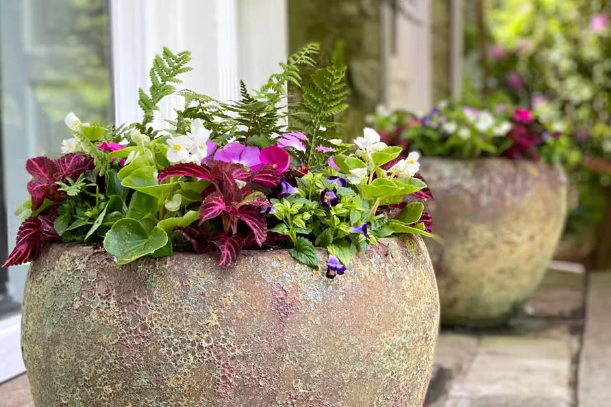 Create Annual Planters That Are Dramatic and Full of Color