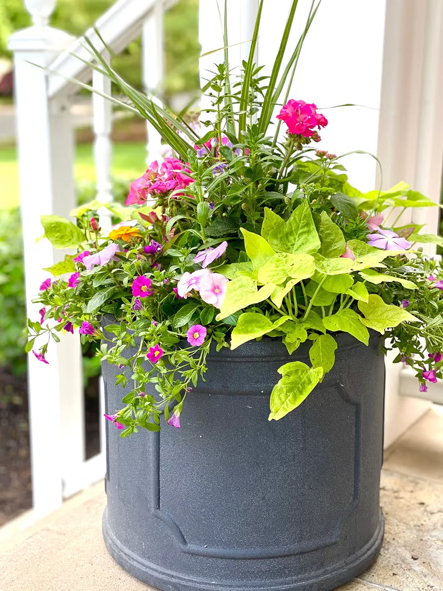 Garden designer Laura Janney recommends circular containers with a 15-inch-wide mouth because they accommodate a good number of plants but aren't so big that they dominate the scene.