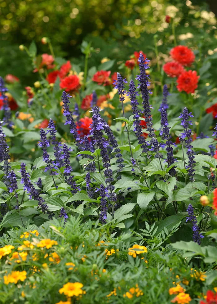 Annual Plants That Hold Up in Hot Summers