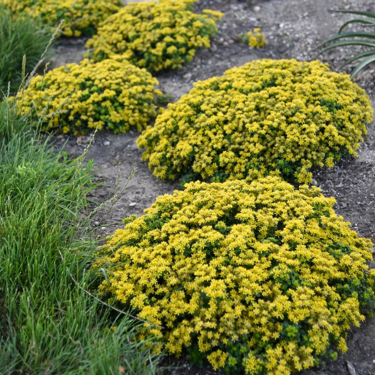 Drought-Tolerant Plants: An Expert Gardener's Top Choices