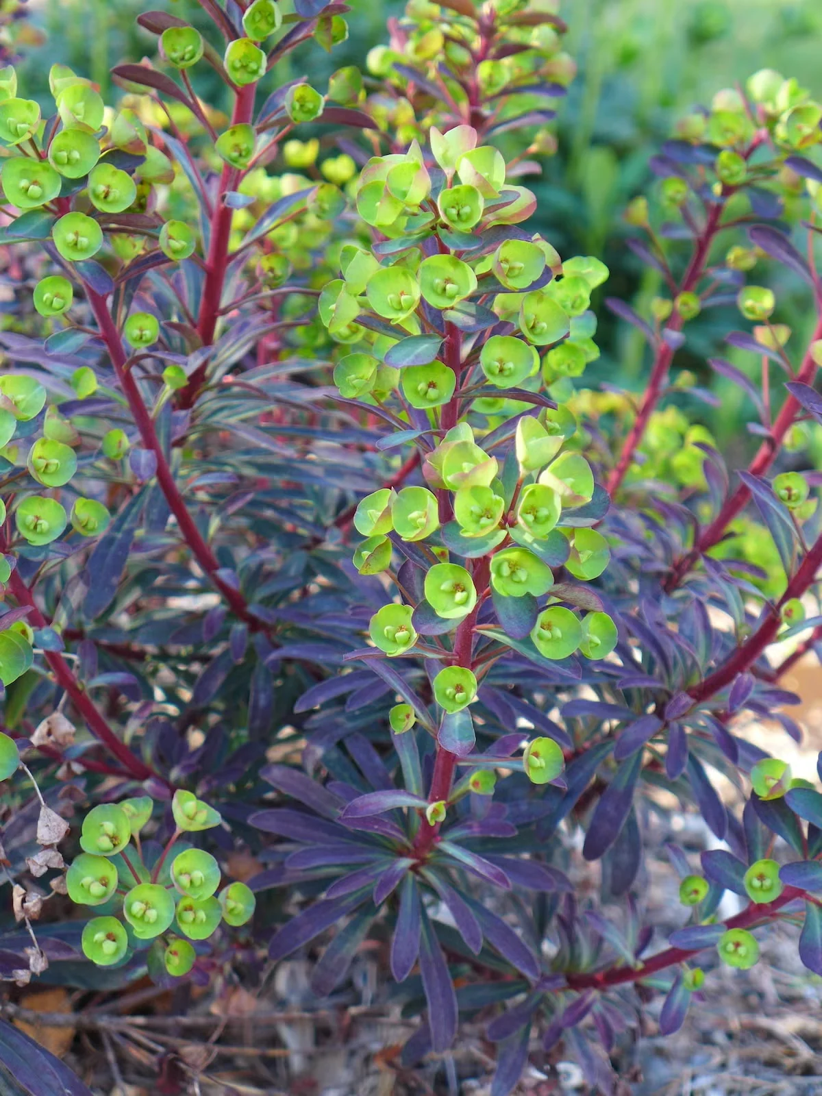'Miner's Merlot' euphorbia makes its own dynamic color combo of lime green and purple.