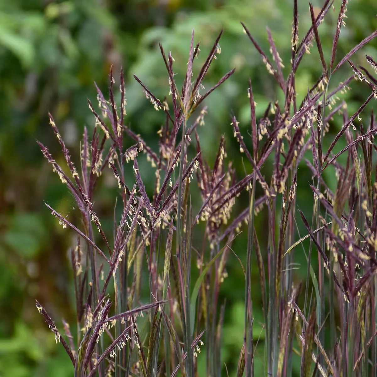 The seedheads of 'Blackhawks' big bluestem can reach five feet tall, topping an upright clump of deep purple foliage.