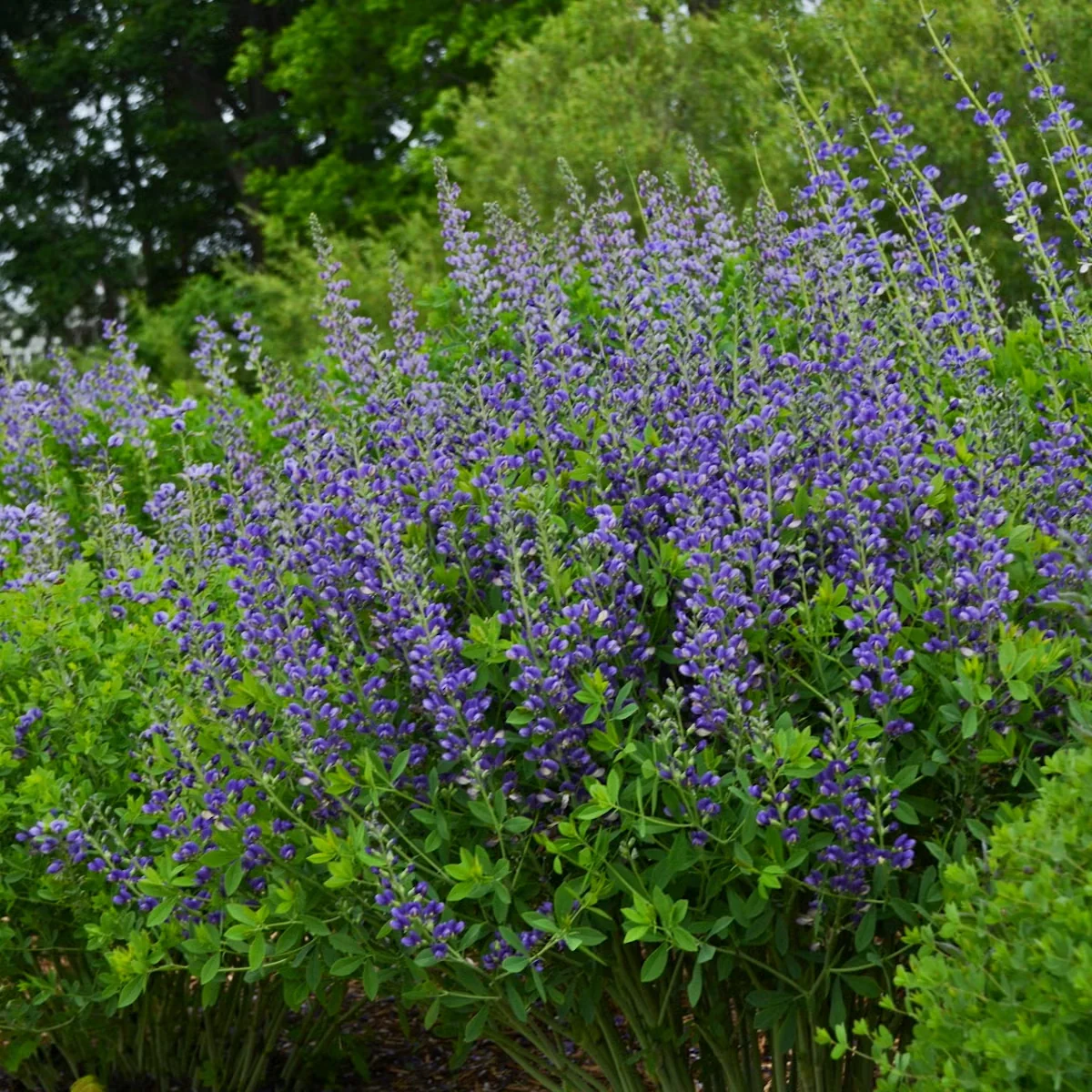 'Blueberry Sundae' is one of many baptisia cultivars available today.